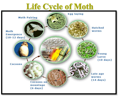 Life Cycle of Moth